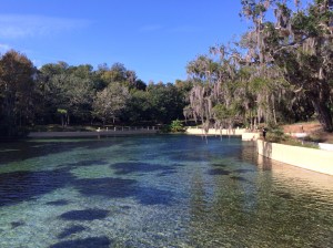 Salt Springs Recreation Area in the Ocala National Forest @ Salt Springs, Florida @ GarzaFX.com