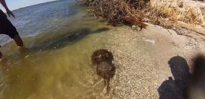 horseshoe crabs @ port Canaveral @ garzafx.com