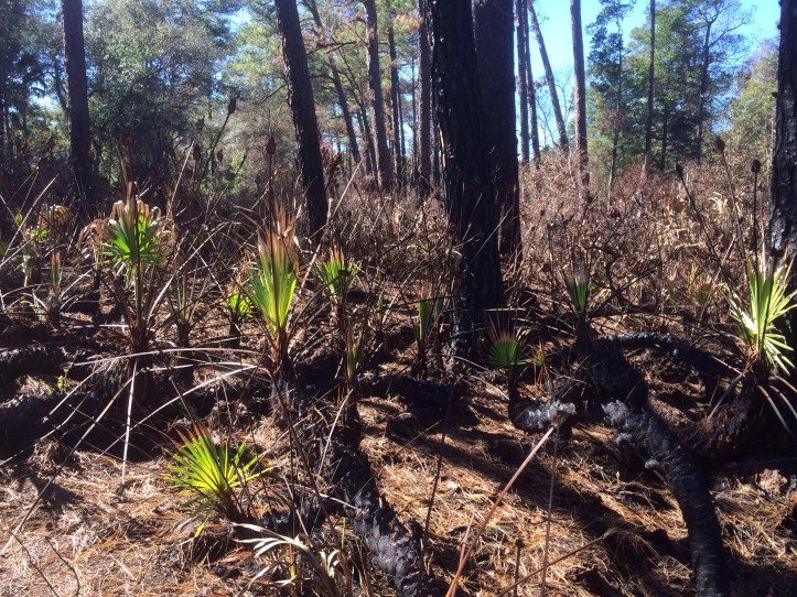 North-South Cross Trail in Wekiva Springs State Park @ Apopka, Florida 20140116-173932.jpg