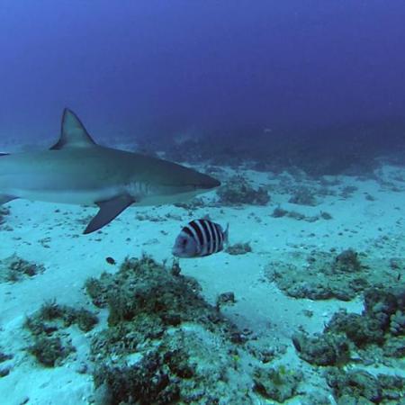 Sharks! Dive! Dive! Dive!