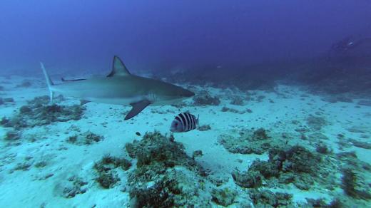 Sharks! Dive! Dive! Dive!