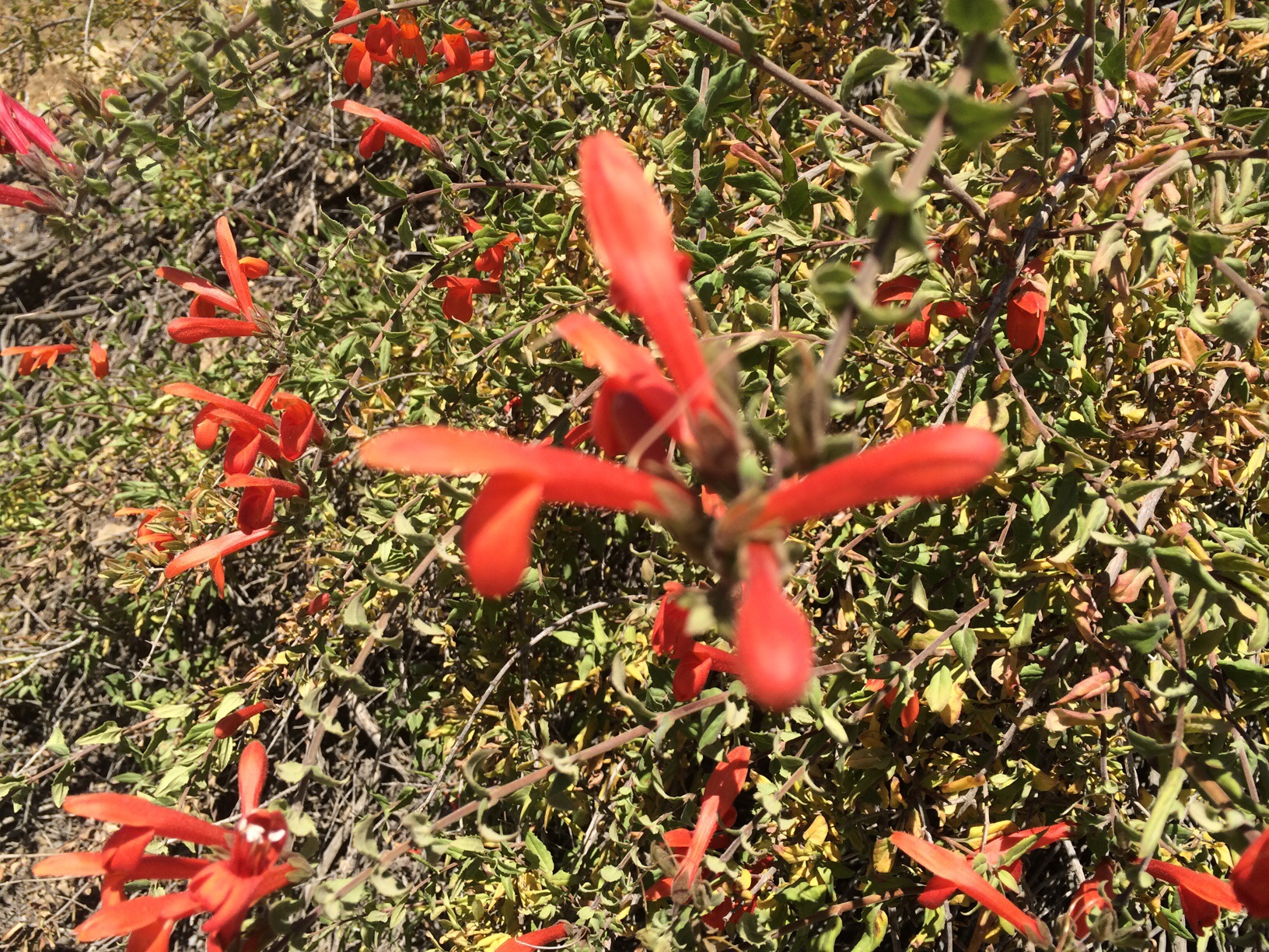 Runyon Canyon Park @ Los Angeles, California @ garzafx.com 2.jpg
