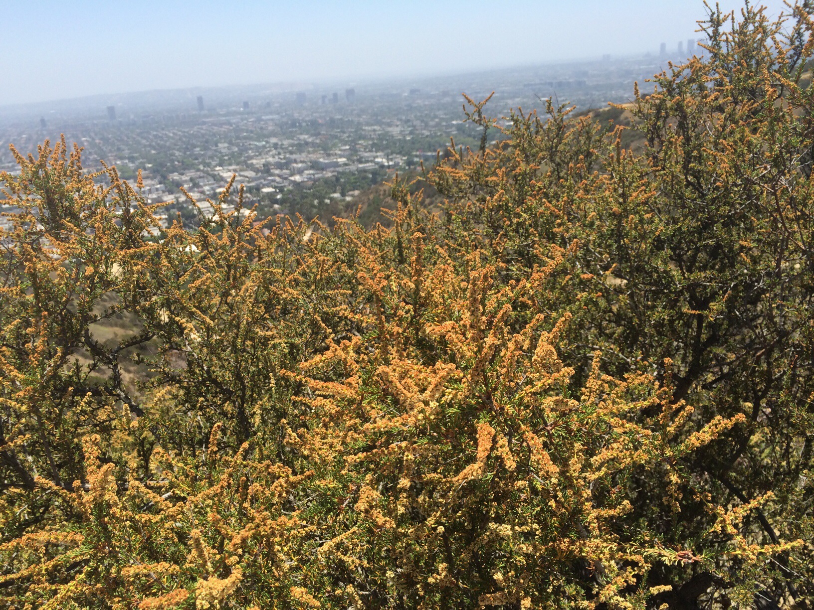Runyon Canyon Park @ Los Angeles, California @ garzafx.com 1.jpg
