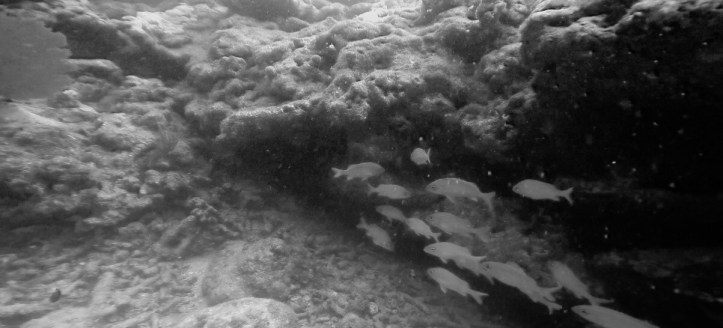 Adventure underwater in black and white @ Ft. Lauderdale, Florida 1.jpg