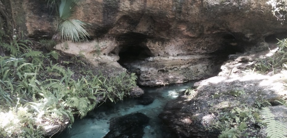 rock springs in kelly park apopka florida