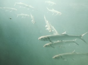 Blue Skies above Ellie Schiller Homosassa Springs Wildlife State Park 2 Fish @ Garzafx.com