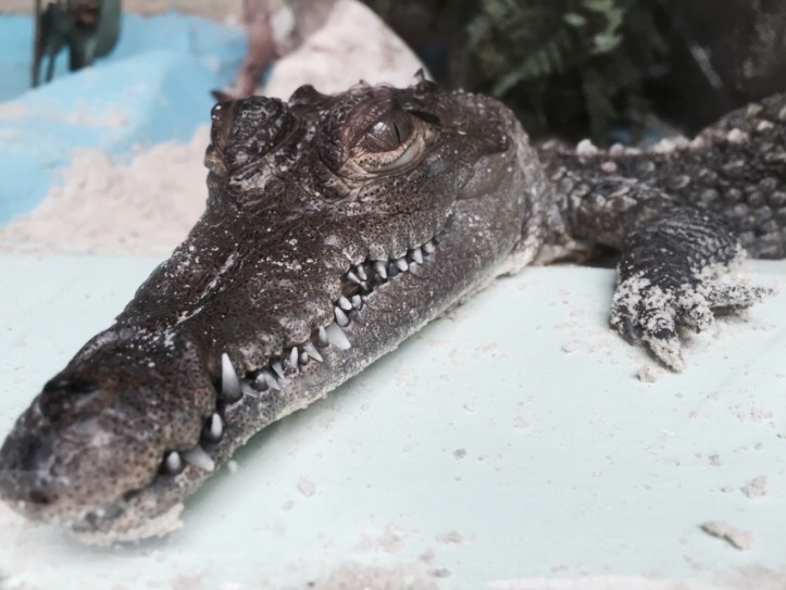 Blue Skies above Ellie Schiller Homosassa Springs Wildlife State Park 3 Gator @ Garzafx.com
